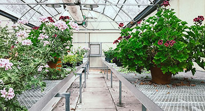 greenhouse