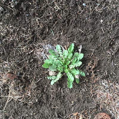 weed in grass