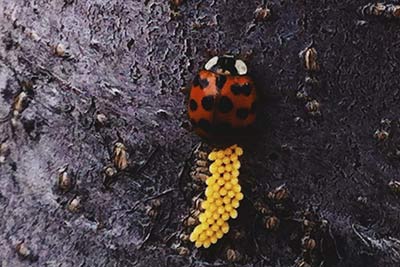 ladybug